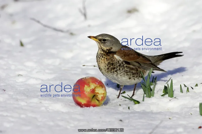 : Fieldfare - in snow feeding on apple : Fieldfare - in snow feeding on apple