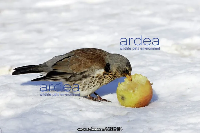 : Fieldfare - in snow feeding on apple : Fieldfare - in snow feeding on apple