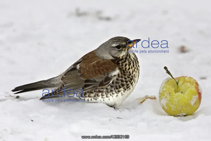 : Fieldfare - in snow feeding on apple : Fieldfare - in snow feeding on apple