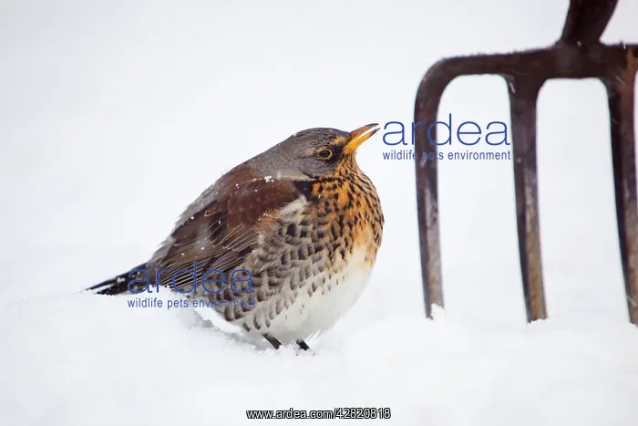 : Fieldfare - in snow - with garden fork - winter