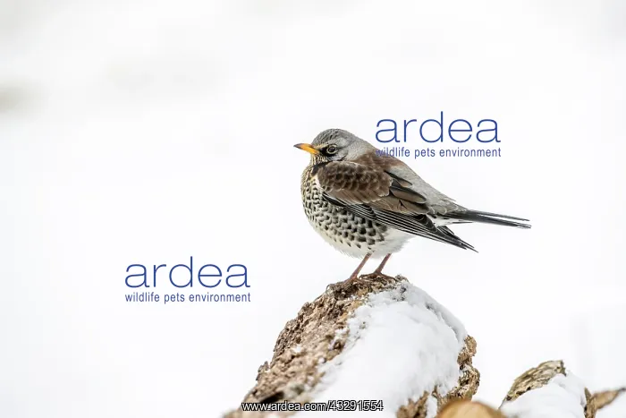 : Fieldfare - In Snow - UK : Fieldfare - In Snow - UK