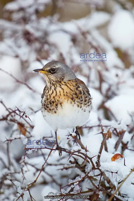 : Fieldfare - in snow - winter : Fieldfare - in snow - winter
