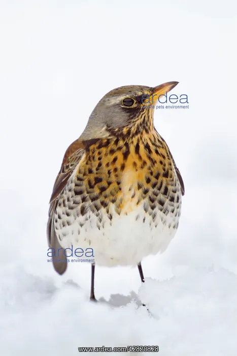 : Fieldfare in the Snow - Winter : Fieldfare in the Snow - Winter