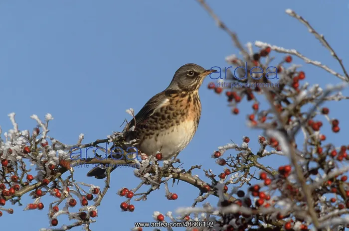 : FIELDFARE - in tree with berries : FIELDFARE - in tree with berries