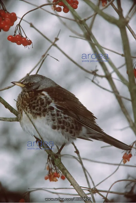 : FIELDFARE - in tree with berries : FIELDFARE - in tree with berries