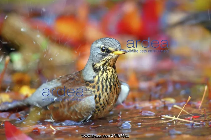 : Fieldfare (Turdus pilaris) bathes in shallow water : Fieldfare (Turdus pilaris) bathes in shallow water