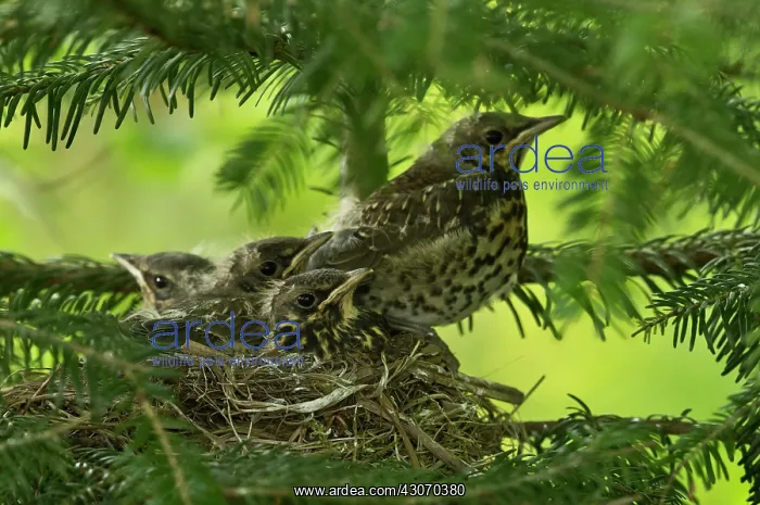 : Fieldfare (Turdus pilaris) chiks in nest. Kv nrkeby : Fieldfare (Turdus pilaris) chiks in nest. Kv nrkeby
