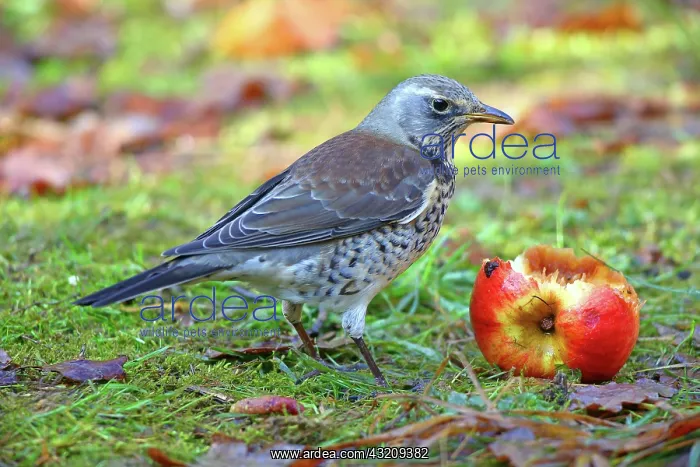 : Fieldfare (Turdus pilaris) eating an apple, Hesse : Fieldfare (Turdus pilaris) eating an apple, Hesse