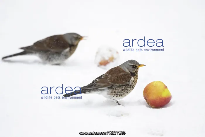 : Fieldfare (Turdus pilaris) feeding on apple, Germany : Fieldfare (Turdus pilaris) feeding on apple, Germany