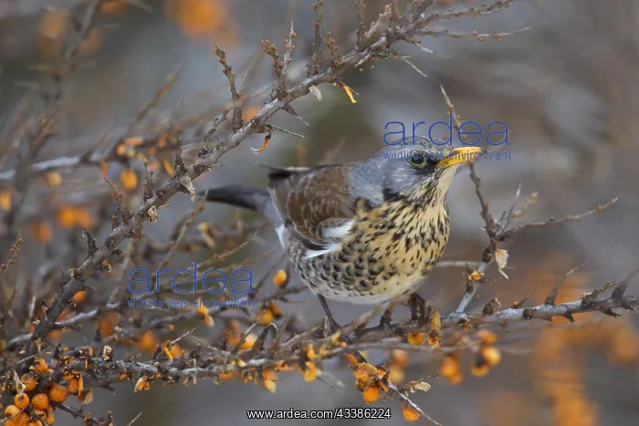 : Fieldfare (Turdus pilaris) feeding on Sea buckth : Fieldfare (Turdus pilaris) feeding on Sea buckth