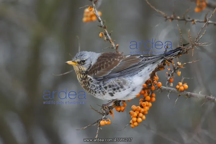  : Fieldfare (Turdus pilaris) feeding on Sea buckth