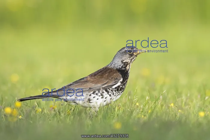 : Fieldfare (Turdus pilaris) in grassland with Bu : Fieldfare (Turdus pilaris) in grassland with Bu
