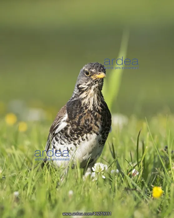 : Fieldfare (Turdus pilaris) in low angle view in : Fieldfare (Turdus pilaris) in low angle view in