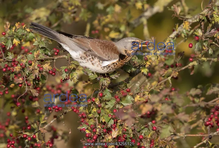 : Fieldfare (Turdus pilaris) perched on a Hawthor : Fieldfare (Turdus pilaris) perched on a Hawthor