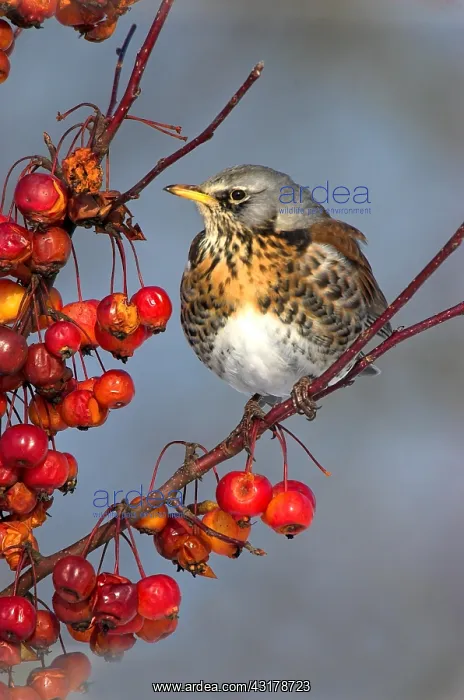 : Fieldfare (Turdus pilaris) at the rowan, North Rhine-Westpha : Fieldfare (Turdus pilaris) at the rowan, North Rhine-Westpha