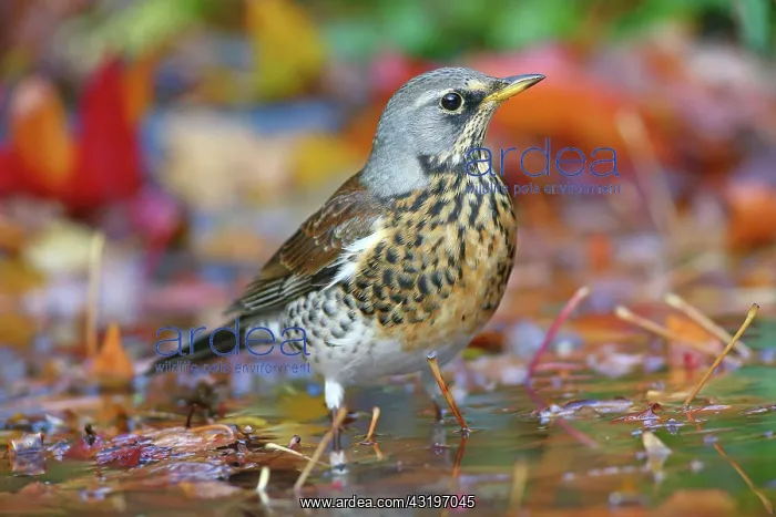 : Fieldfare (Turdus pilaris) standing in shallow water : Fieldfare (Turdus pilaris) standing in shallow water