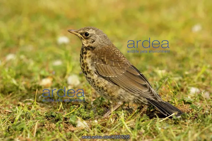 : Fieldfare - Young on grass : Fieldfare - Young on grass