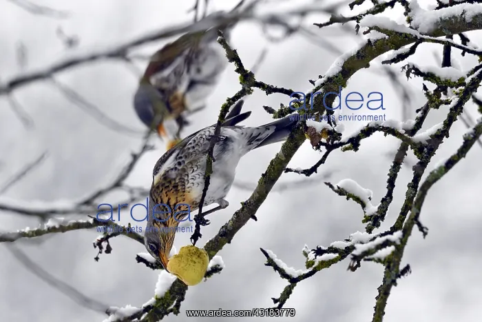 : Fieldfare(Turdus pilaris) feeding on apples in winter : Fieldfare(Turdus pilaris) feeding on apples in winter