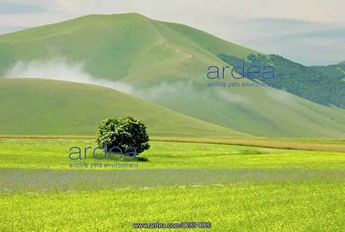: Fields full of cornfield weeds : Fields full of cornfield weeds