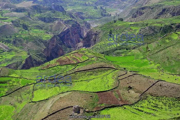 : Fields in cups at the canyon of the Rio Colca, Colca : Fields in cups at the canyon of the Rio Colca, Colca