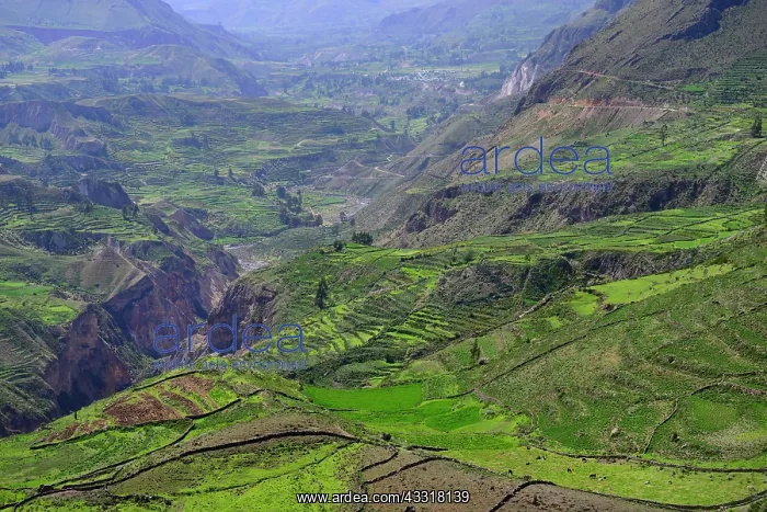 : Fields in cups at the canyon of the Rio Colca, Colca : Fields in cups at the canyon of the Rio Colca, Colca