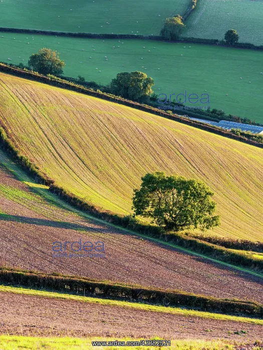 : Fields and Farmlands over Labrador Bay, Devon, England : Fields and Farmlands over Labrador Bay, Devon, England