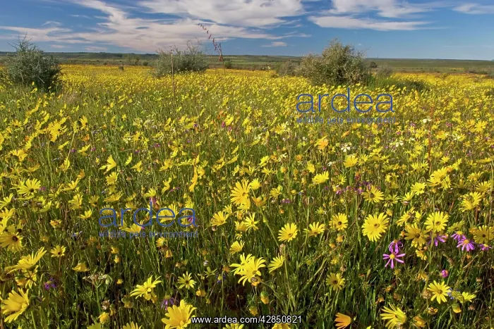  : Fields full of flowers