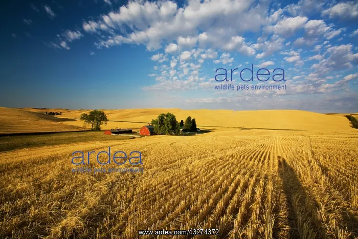 : Fields at harvest time, Palouse Country : Fields at harvest time, Palouse Country