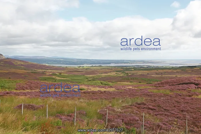 : Fields of Heather - view point over Dornoch Firth : Fields of Heather - view point over Dornoch Firth