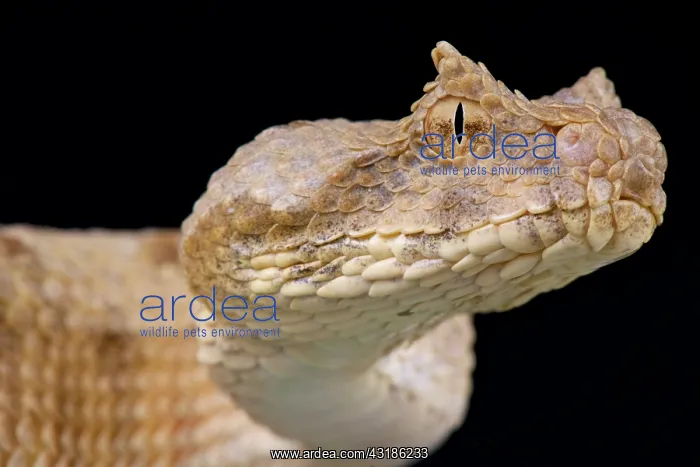  : Field's horned viper (Pseudocerastes fieldi), Saudi