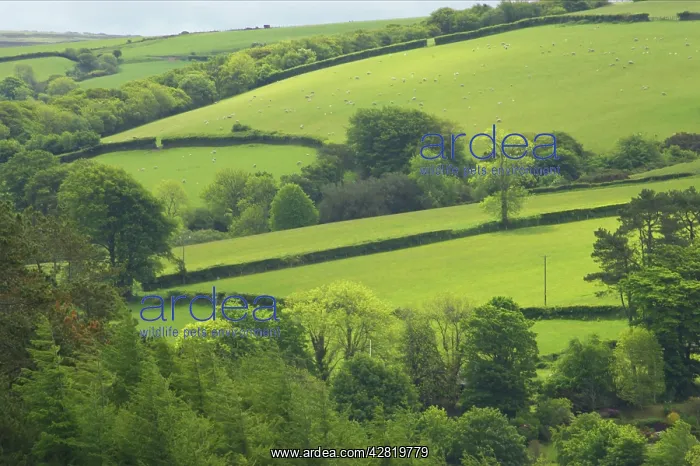 : Fields around Malmsmead : Fields around Malmsmead