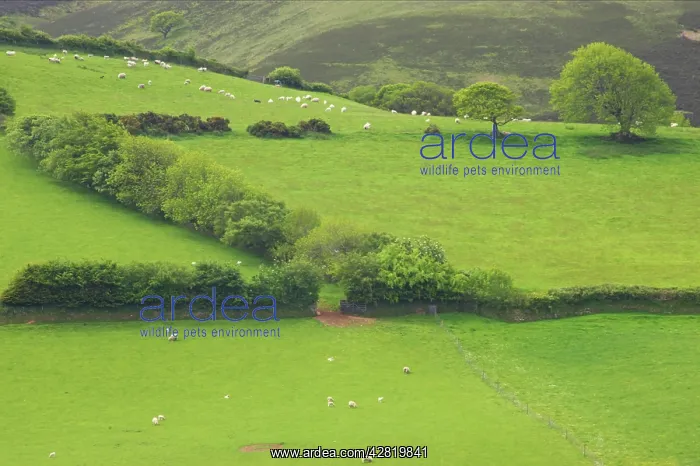 : Fields around Malmsmead : Fields around Malmsmead