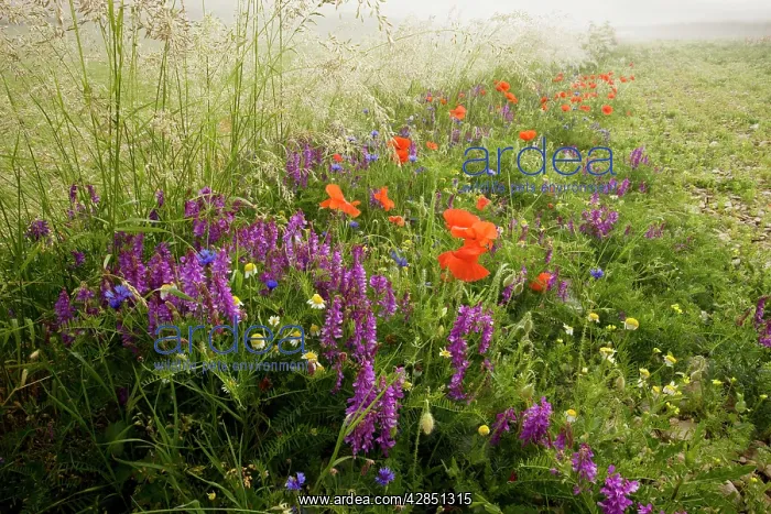 : Fields full of narrow-leaved vetch, poppies, cornflowers : Fields full of narrow-leaved vetch, poppies, cornflowers