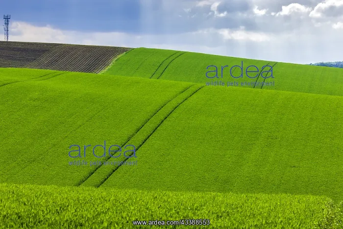 : Fields near Lommatzsch : Fields near Lommatzsch