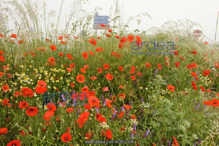 : Fields full of poppies and other cornfield weeds : Fields full of poppies and other cornfield weeds