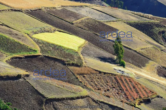 : Fields with quinoa (Chenopodium quinoa) and other : Fields with quinoa (Chenopodium quinoa) and other