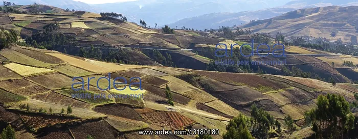 : Fields of quinoa (Chenopodium quinoa) and other : Fields of quinoa (Chenopodium quinoa) and other