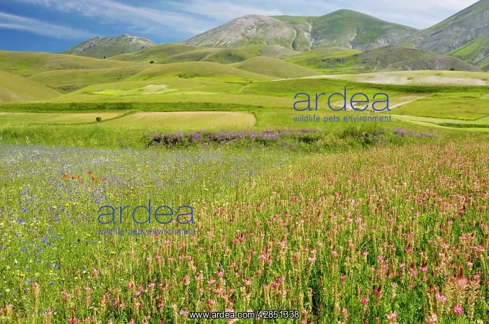 : Fields full of Sainfoin, cornflowers and other : Fields full of Sainfoin, cornflowers and other