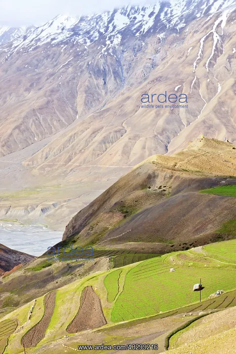  : Fields in Spiti Valley in Himalayas. Himachal Pradesh