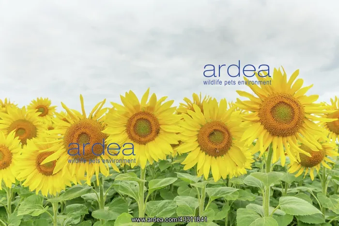: Fields of sunflowers (Helianthus annuus) Alsace : Fields of sunflowers (Helianthus annuus) Alsace