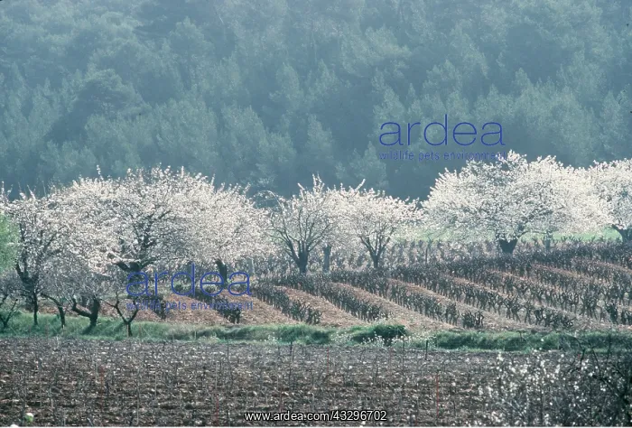 : Fields with trees in blossom : Fields with trees in blossom