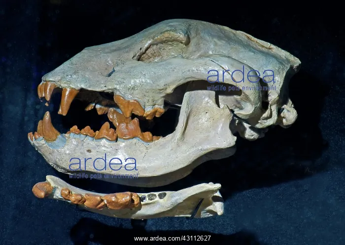 : Fierce Hyena Dog : Fierce Hyena Dog