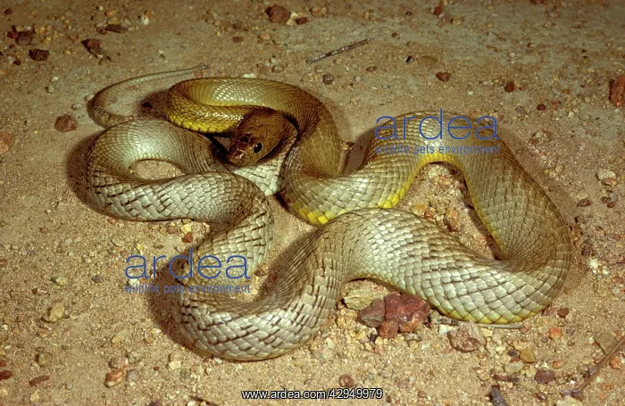 : Fierce snake / Western Taipan / Inland taipan : Fierce snake / Western Taipan / Inland taipan