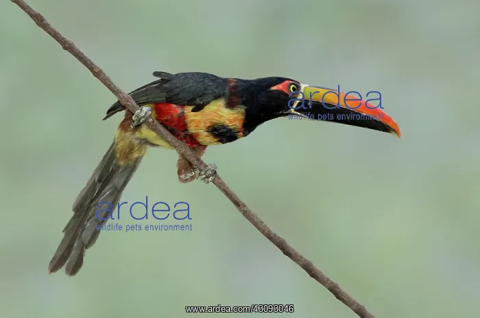 : Fiery-billed Aracari : Fiery-billed Aracari