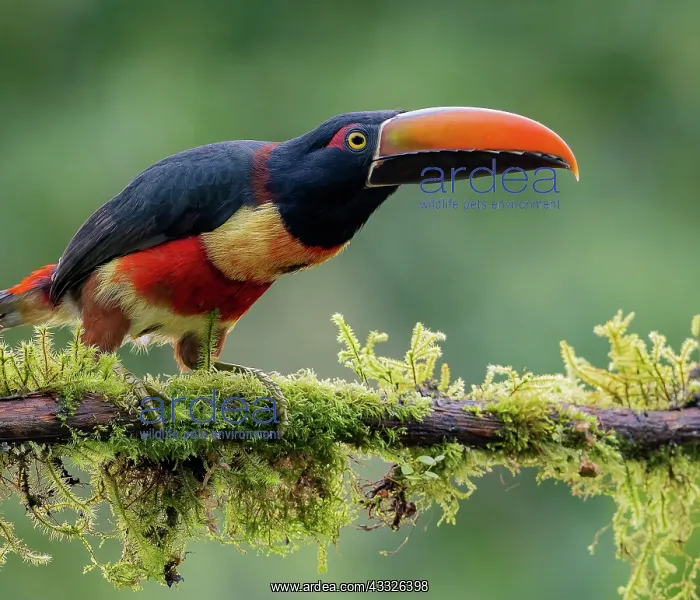 : Fiery-billed Aracari (Pteroglossus frantzii), Ch : Fiery-billed Aracari (Pteroglossus frantzii), Ch