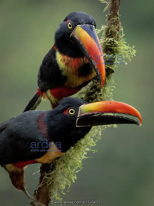 : Fiery-billed Aracari (Pteroglossus frantzii), Ch : Fiery-billed Aracari (Pteroglossus frantzii), Ch