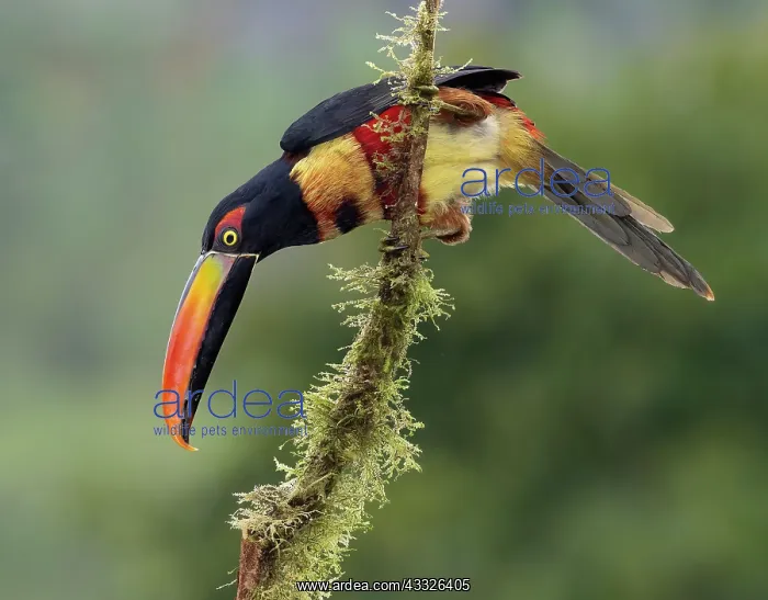 : Fiery-billed Aracari (Pteroglossus frantzii), Ch : Fiery-billed Aracari (Pteroglossus frantzii), Ch