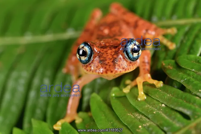 : Fiery Bright-eyed Frog (Boophis pyrrhus), Andasibe : Fiery Bright-eyed Frog (Boophis pyrrhus), Andasibe