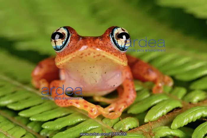 : Fiery Bright-eyed Frog (Boophis pyrrhus), Andasibe : Fiery Bright-eyed Frog (Boophis pyrrhus), Andasibe