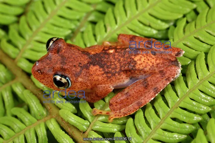: Fiery Bright-eyed Frog (Boophis pyrrhus), Andasibe : Fiery Bright-eyed Frog (Boophis pyrrhus), Andasibe